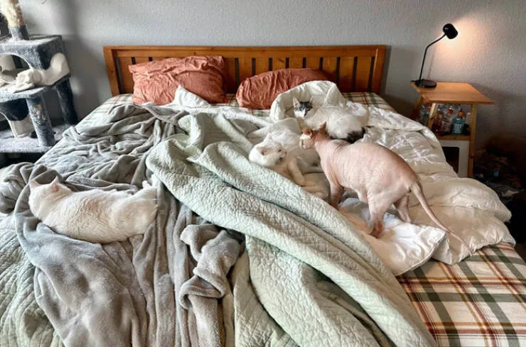 Laugh out loud wife fails hilarious moments captured - #20 My wife said absolutely no cats when we got married. Here we are