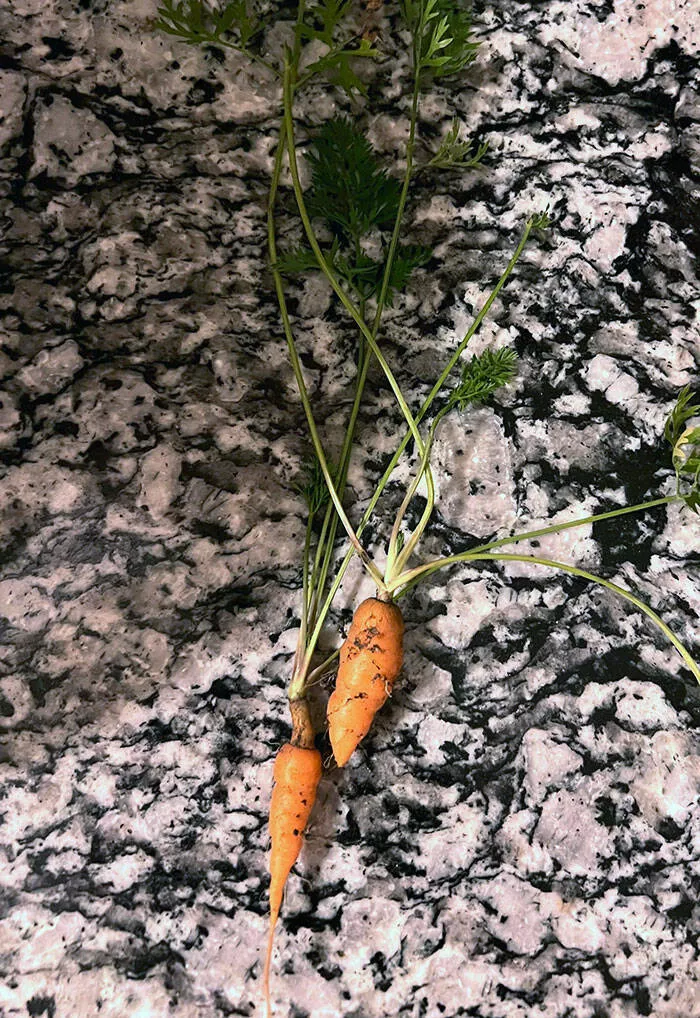 Les echecs hilarants des femmes captures en photos - #25 Ma femme a planté beaucoup de légumes et de fruits dans son jardin fait maison cet été. Ces deux carottes étaient la seule récolte