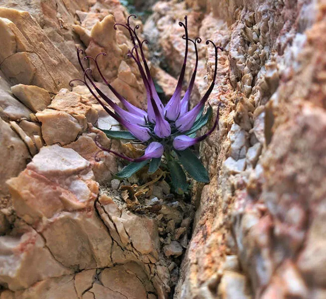 Coup de chance photos inoubliables de moments sereux - #6 J'ai trouvé l'extrêmement rare Physoplexis Comosa