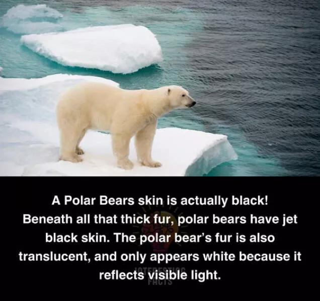 Fascinating random facts that will amaze you - #17 
