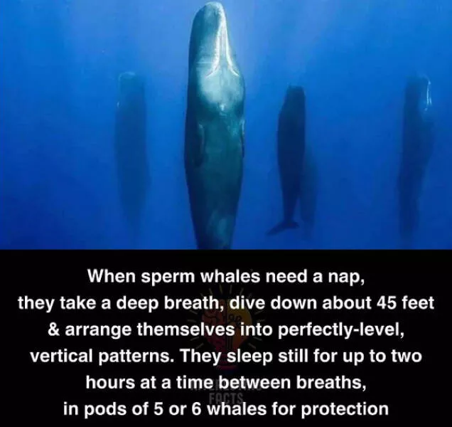 Fascinating random facts that will amaze you - #21 