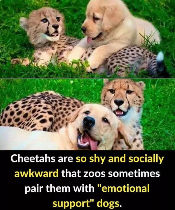 Fascinating random facts that will amaze you - #3 