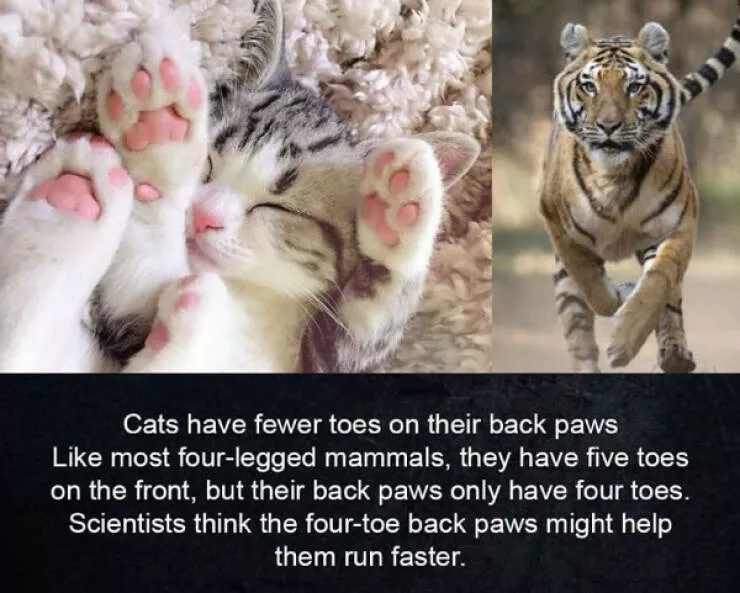 Fascinating random facts that will amaze you - #32 