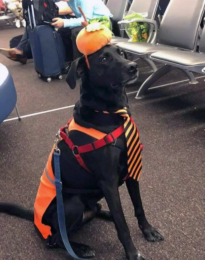 Airport anarchy wild photos that break all the rules - #1 Buffalo Airport introduces service dogs for passengers to pet. 13/10 would pet again