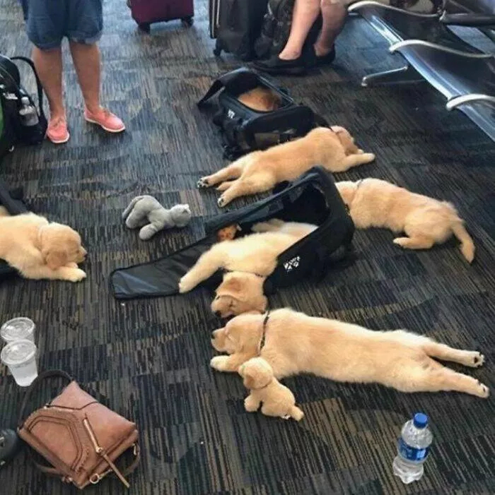 Airport anarchy wild photos that break all the rules