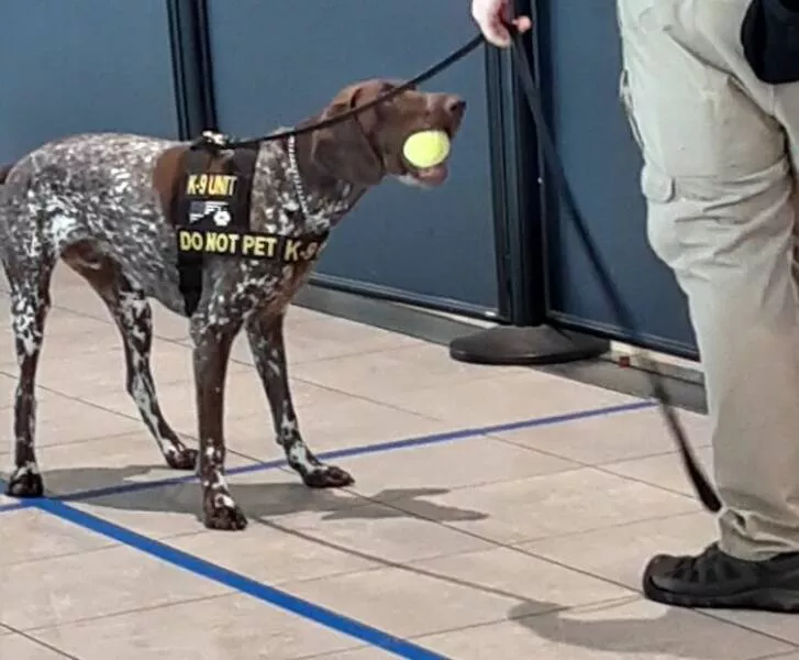 Airport anarchy wild photos that break all the rules - #8 The TSA dog at the airport found a ball in someone's bag and refused to give it back
