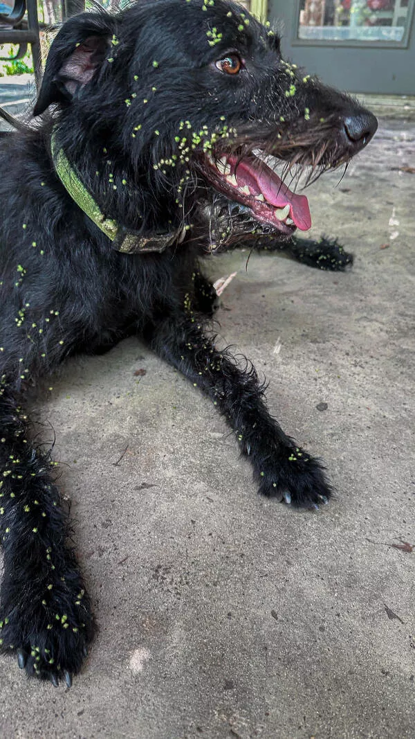 When bad days hit moments that test us - #7 My poor Italian Greyhound had a little too much fun outside