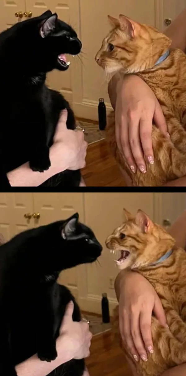 Curious moments that make you say hmmm - #24 