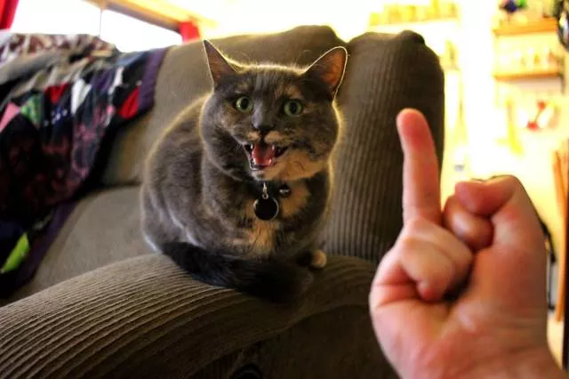 Picdump 113 - #43 