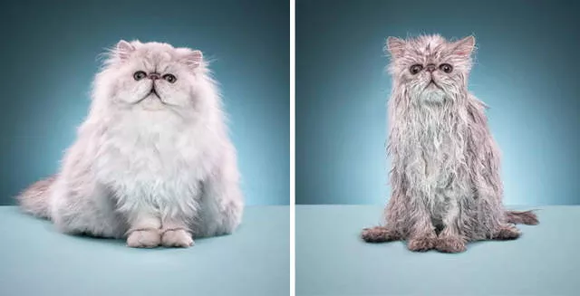 47 animaux avant et apres le bain