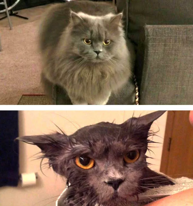 Hilarious photos of animals before and after a bath - #13 