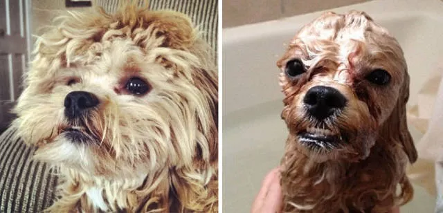 Hilarious photos of animals before and after a bath - #15 