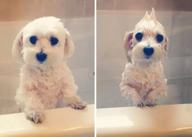 47 animaux avant et apres le bain - #2 