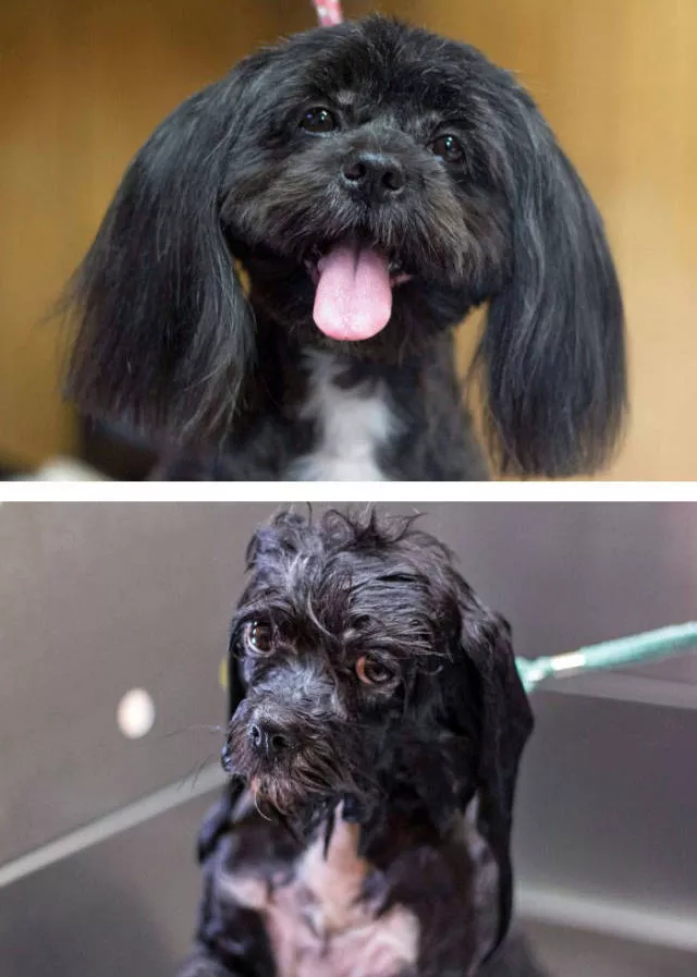 Hilarious photos of animals before and after a bath