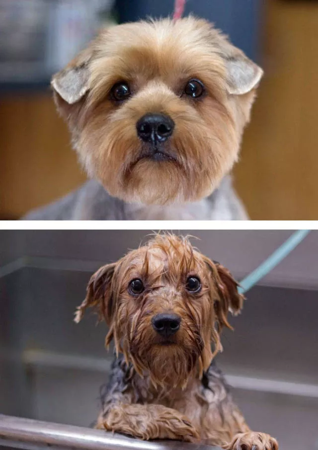 Hilarious photos of animals before and after a bath