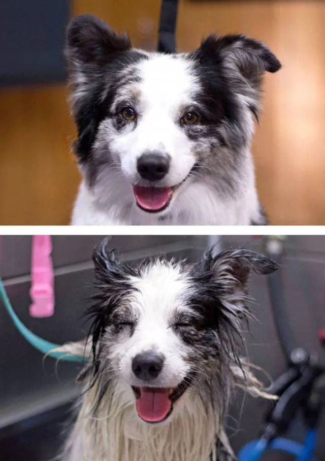 Hilarious photos of animals before and after a bath - #23 Hilarious photos of animals before and after a bath - #23