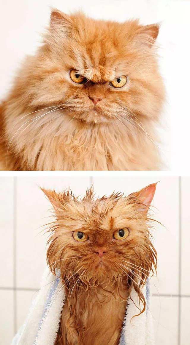Hilarious photos of animals before and after a bath - #24 Hilarious photos of animals before and after a bath - #24