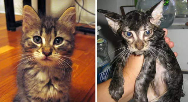 Hilarious photos of animals before and after a bath - #25 Hilarious photos of animals before and after a bath - #25