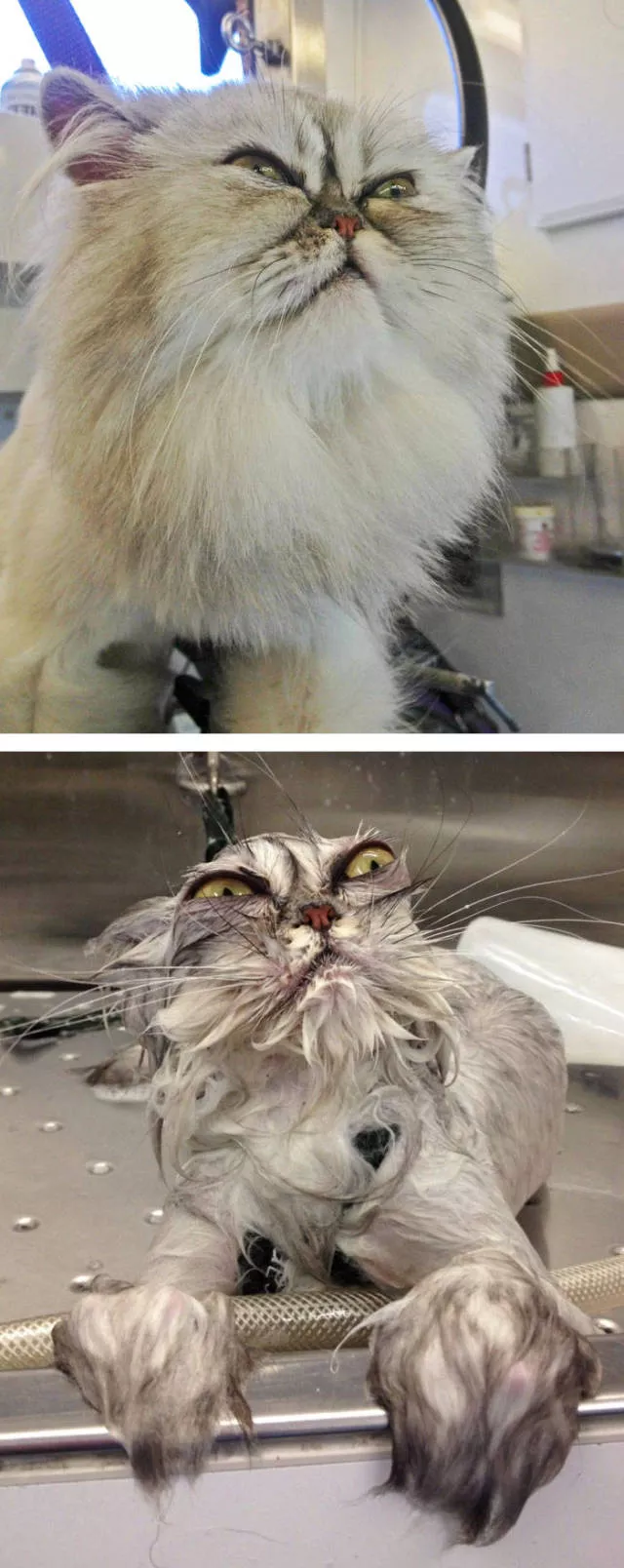 Hilarious photos of animals before and after a bath - #26 Hilarious photos of animals before and after a bath - #26