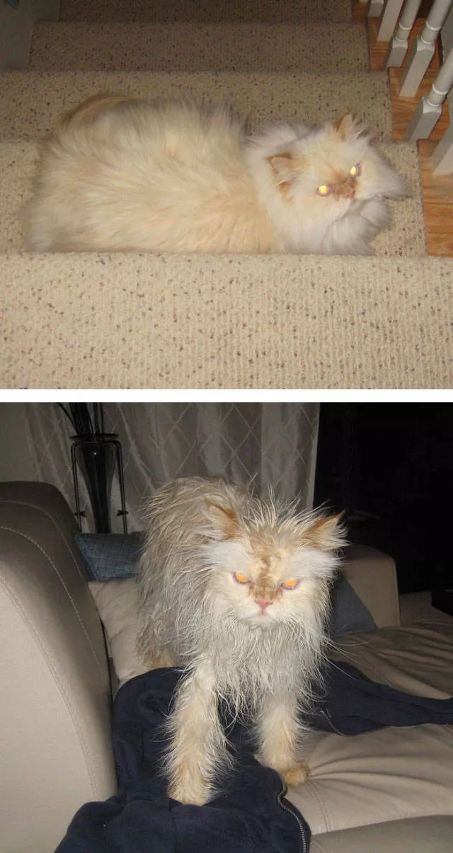 Hilarious photos of animals before and after a bath - #27 Hilarious photos of animals before and after a bath - #27
