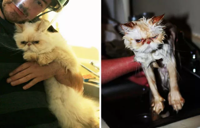 Hilarious photos of animals before and after a bath - #29 Hilarious photos of animals before and after a bath - #29