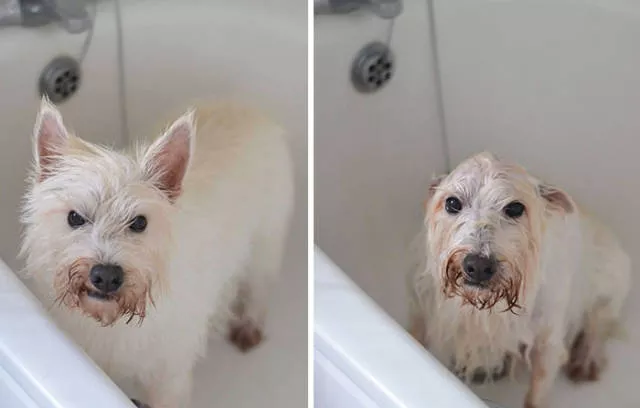 47 animaux avant et apres le bain - #3 