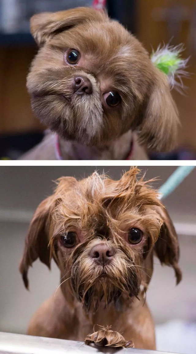 Hilarious photos of animals before and after a bath - #31 Hilarious photos of animals before and after a bath - #31