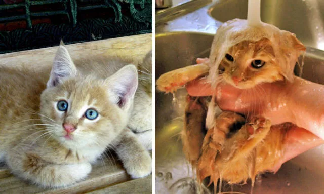 Hilarious photos of animals before and after a bath - #32 Hilarious photos of animals before and after a bath - #32