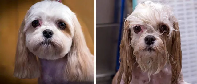 Hilarious photos of animals before and after a bath - #33 Hilarious photos of animals before and after a bath - #33
