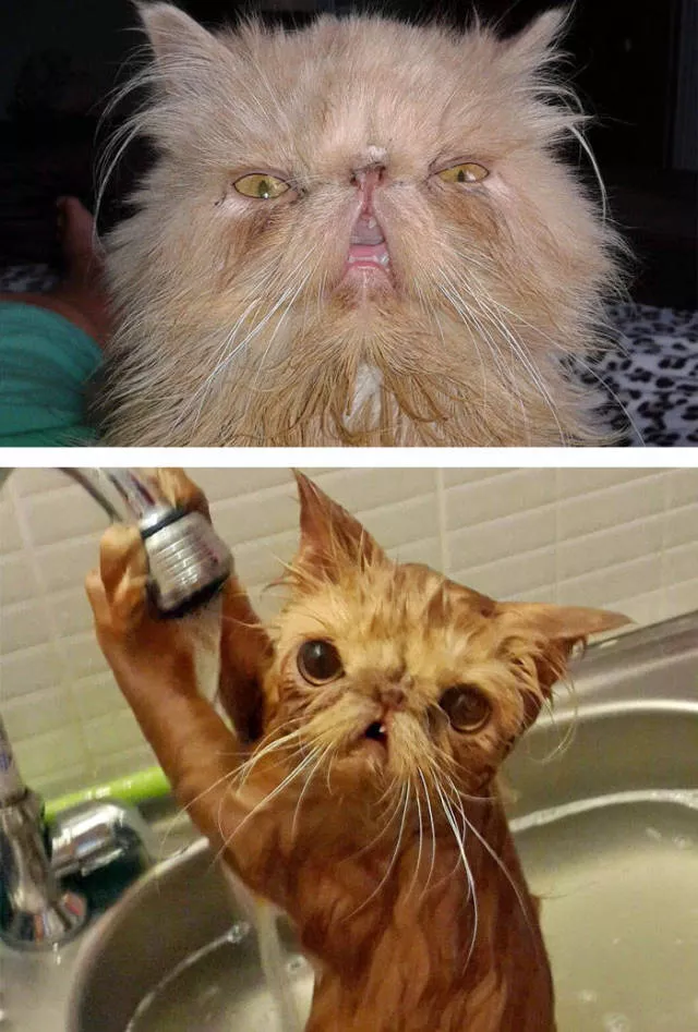 Hilarious photos of animals before and after a bath - #34 Hilarious photos of animals before and after a bath - #34