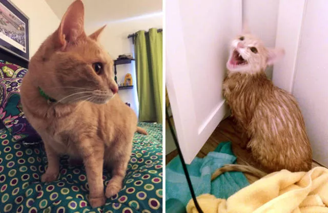 Hilarious photos of animals before and after a bath - #35 Hilarious photos of animals before and after a bath - #35