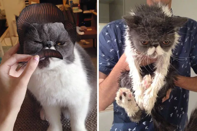 Hilarious photos of animals before and after a bath - #36 Hilarious photos of animals before and after a bath - #36