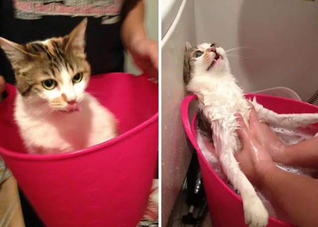 47 animaux avant et apres le bain - #37 47 animaux avant et apres le bain - #37
