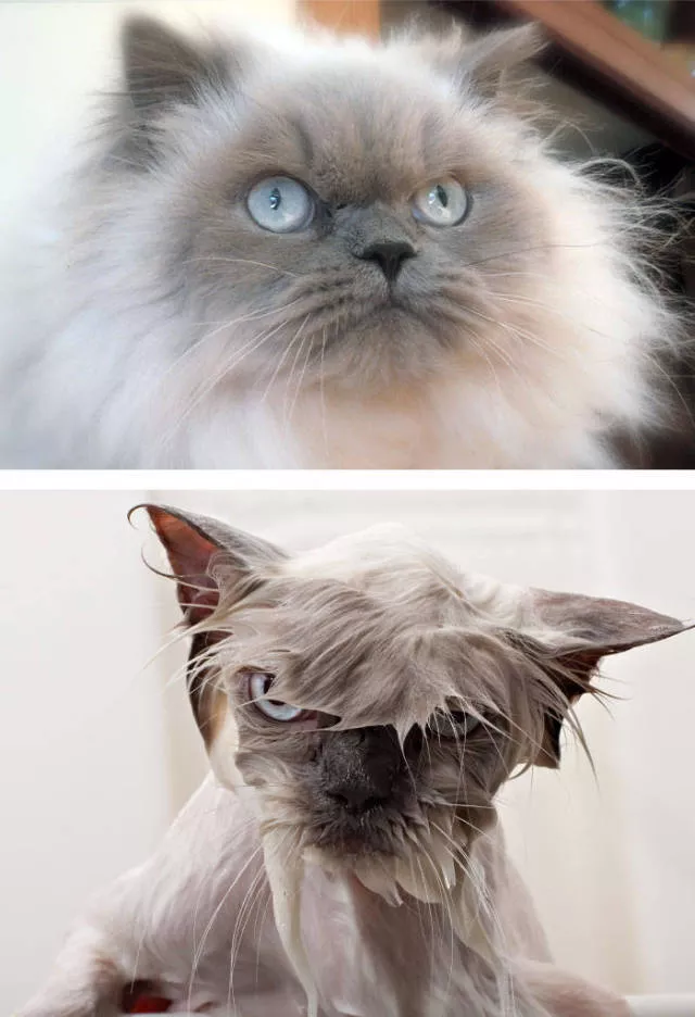 Hilarious photos of animals before and after a bath - #38 Hilarious photos of animals before and after a bath - #38
