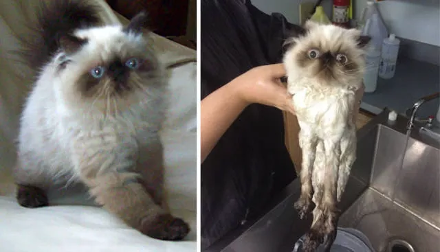 Hilarious photos of animals before and after a bath - #39 Hilarious photos of animals before and after a bath - #39
