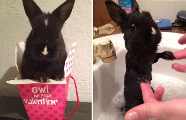 Hilarious photos of animals before and after a bath - #40 Hilarious photos of animals before and after a bath - #40