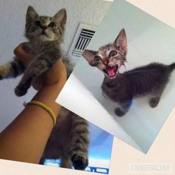 Hilarious photos of animals before and after a bath - #44 