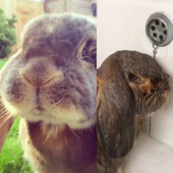 47 animaux avant et apres le bain - #45 