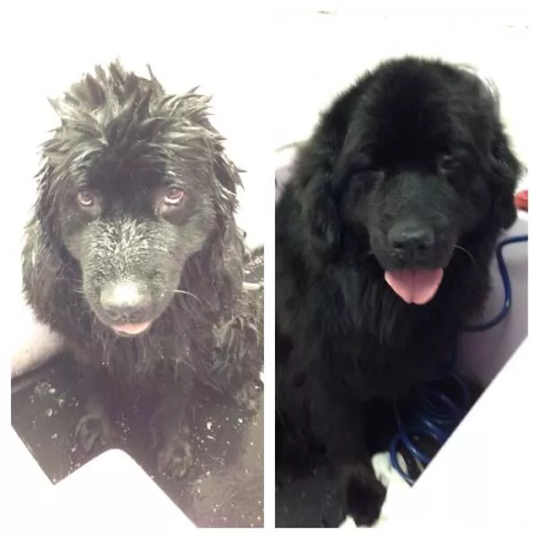 Hilarious photos of animals before and after a bath - #46 