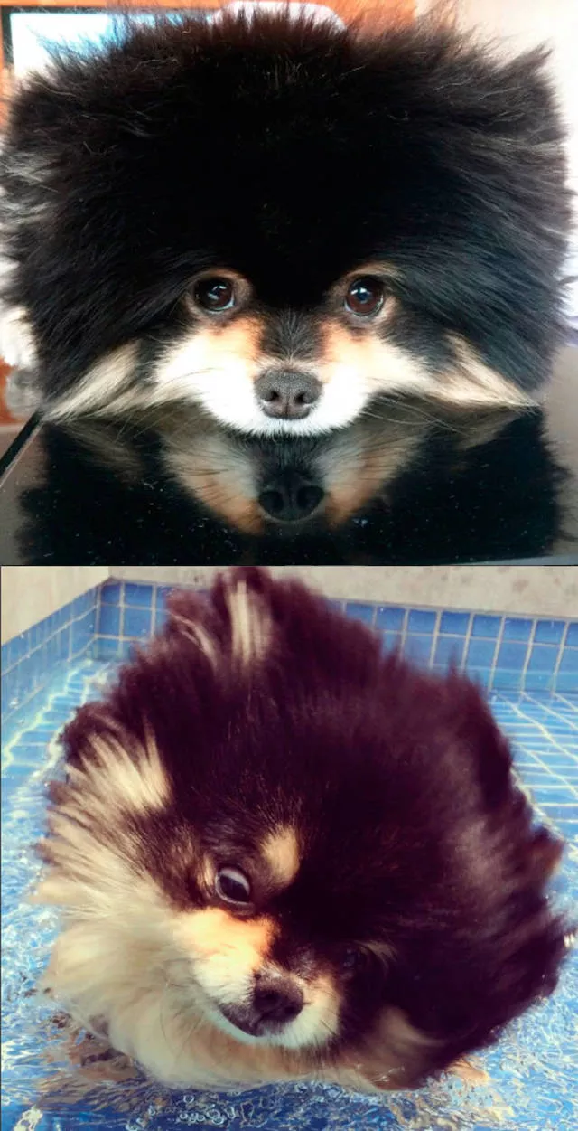 Hilarious photos of animals before and after a bath - #47 