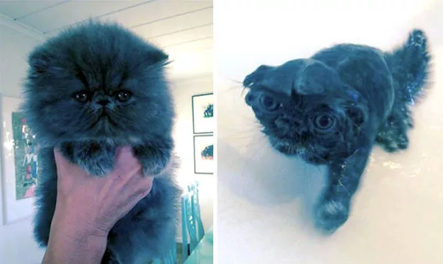 Hilarious photos of animals before and after a bath - #6 