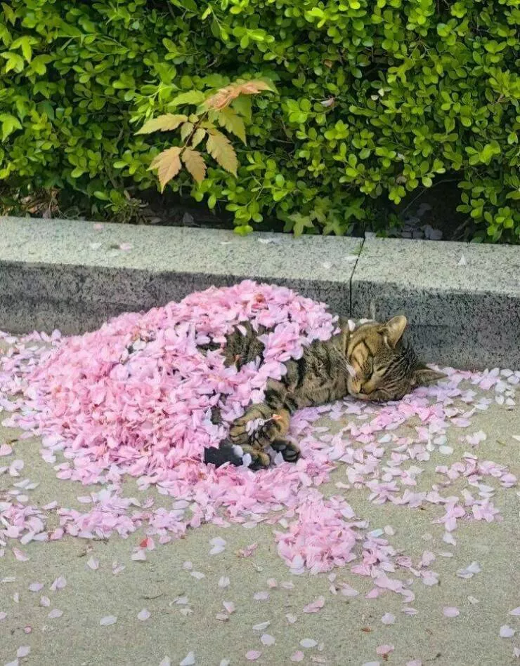 Picdump 880