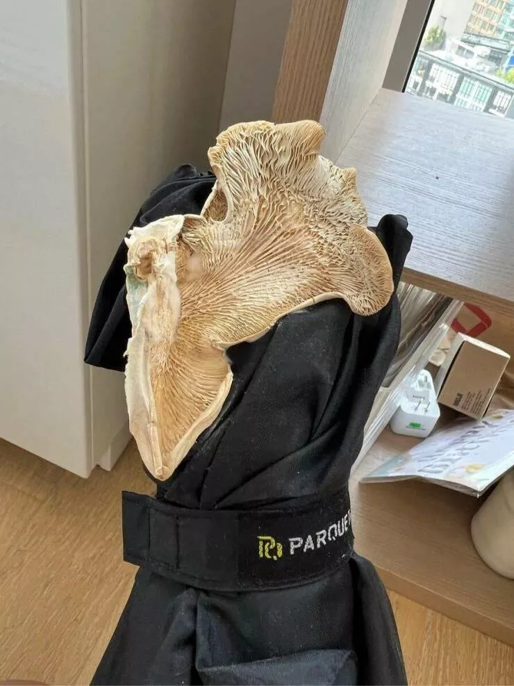 Intriguing photos that captivate your attention - #1 My friend's umbrella grew a large mushroom after just a month of not being used