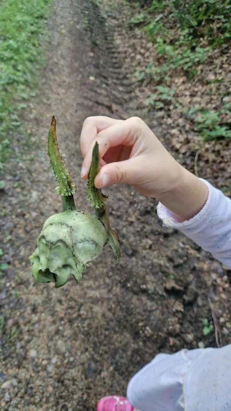 Intriguing photos that captivate your attention - #10 Found a small deer skull in the woods