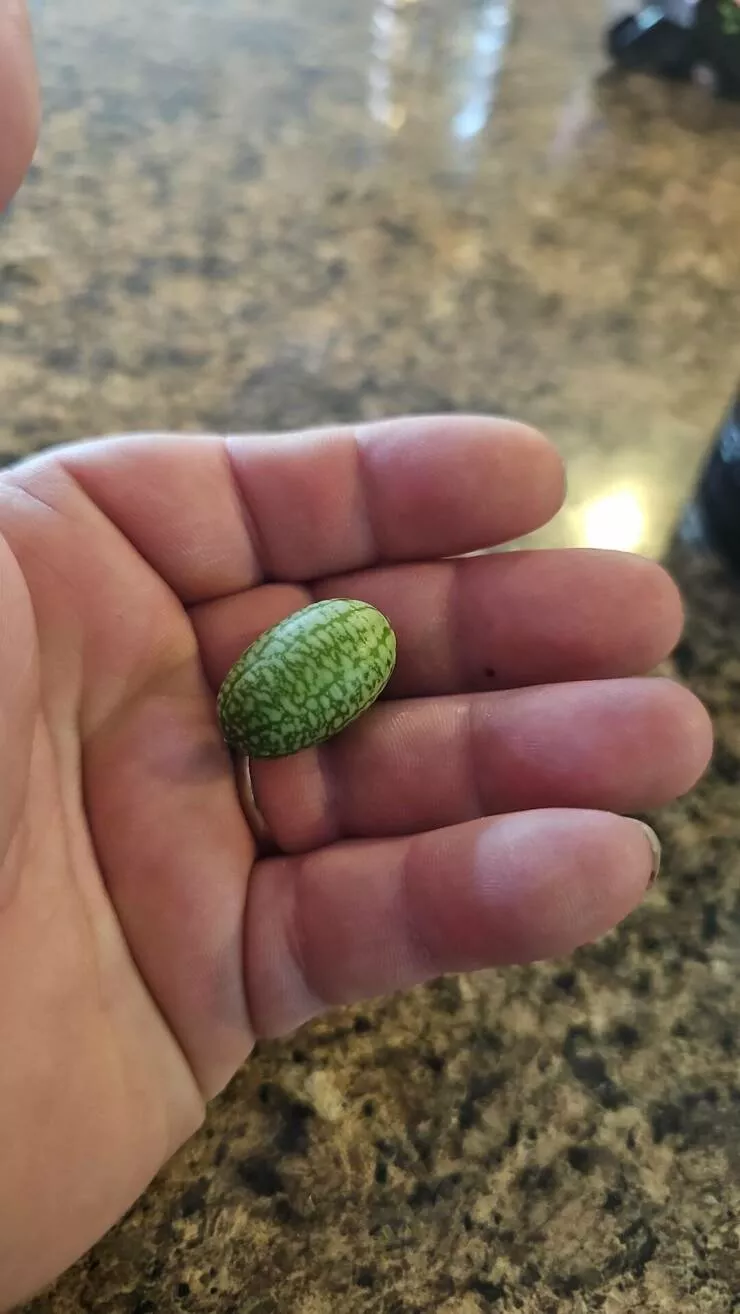 Photos curieusement fascinantes qui retiennent lattention - #32 Nous cultivons des melons souris dans notre jardin cette année