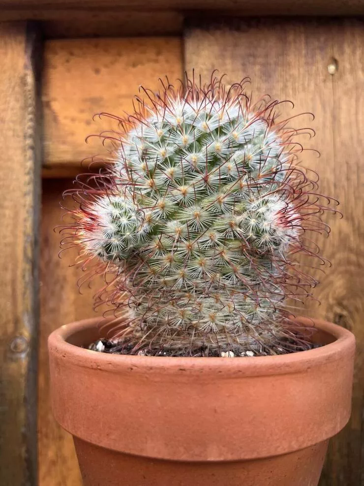 Photos curieusement fascinantes qui retiennent lattention - #37 Mon cactus ressemble à Homer Simpson
