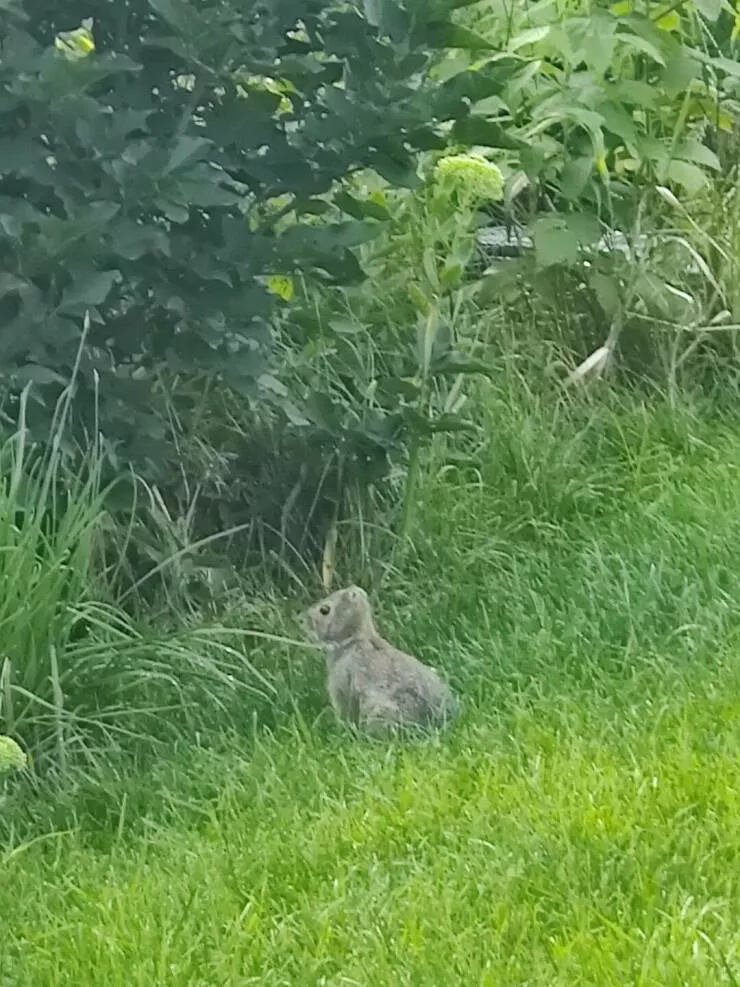Photos curieusement fascinantes qui retiennent lattention - #6 Ce lapin dans mon jardin n'a pas d'oreilles de lapin