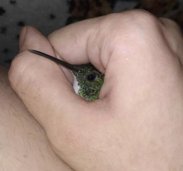 Intriguing photos that captivate your attention - #8 I caught a hummingbird that was flying inside my house at night