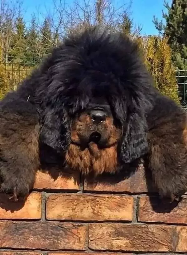 Giants among us extraordinary photos - #38 