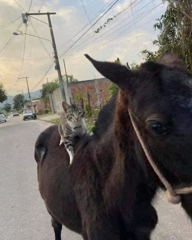 Picdump 882 - #15 